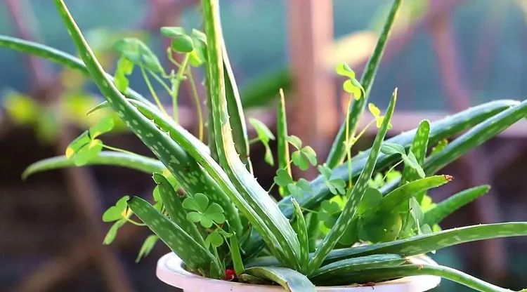 1680618658703235.jpg QQ图片20230404222709.jpg